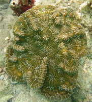 cactus-coral