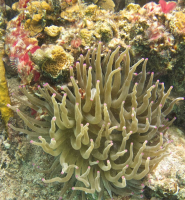 giant-anemone-1