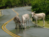 donkeys-road-drink